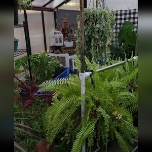 Gorgeous Greenhouse Photos - It's My Passion! - 🌿🌺🍀🪷🌿🪻☘️🌸💖